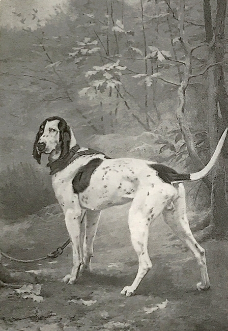 Mirliflore, chien de Virelade - Tiré de l'ouvrage Deux Siècles de Vènerie à travers la France - H. Tremblot de La Croix et B. Tollu (1988)